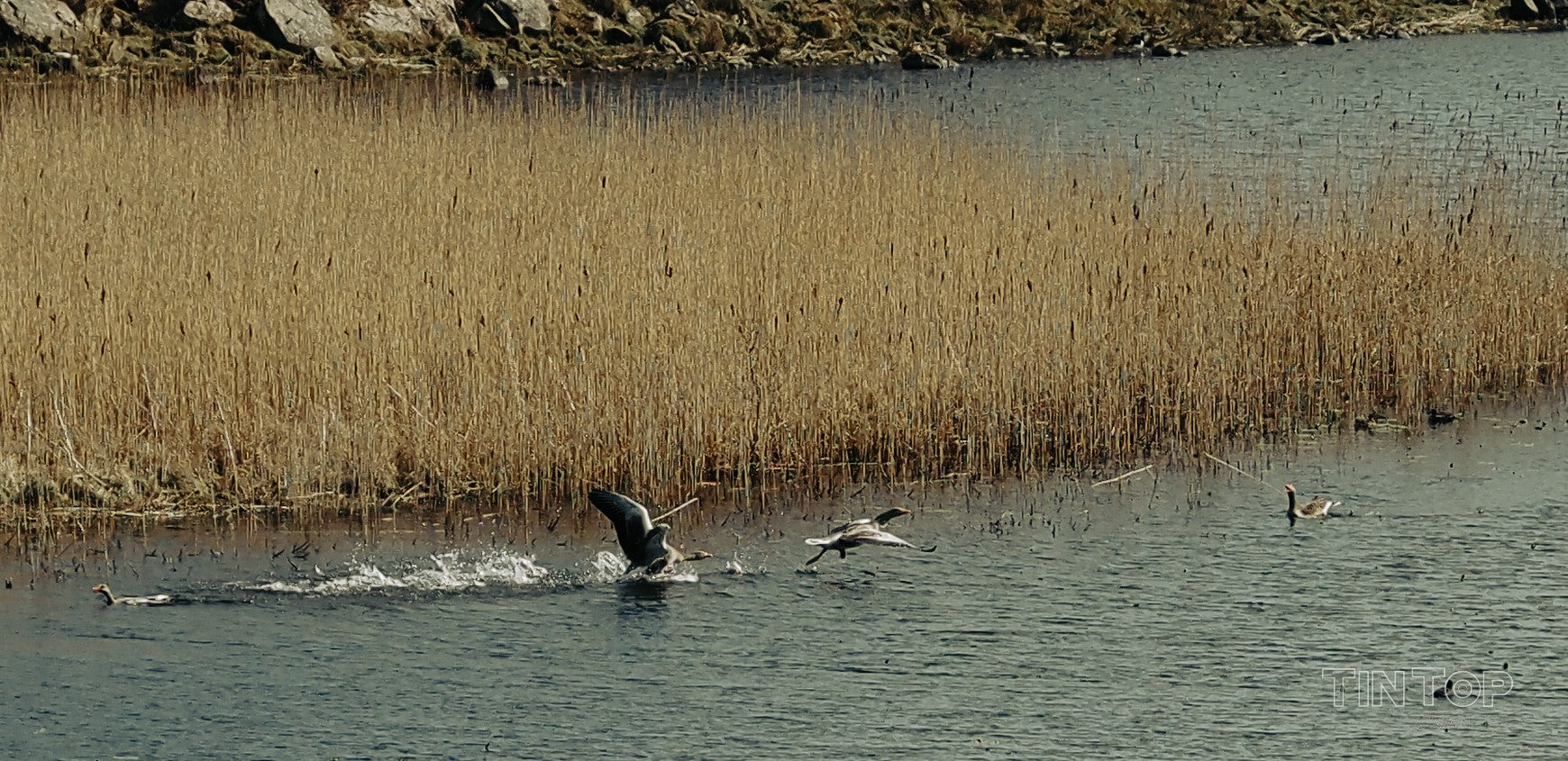 Sea birds on Rathlin Island